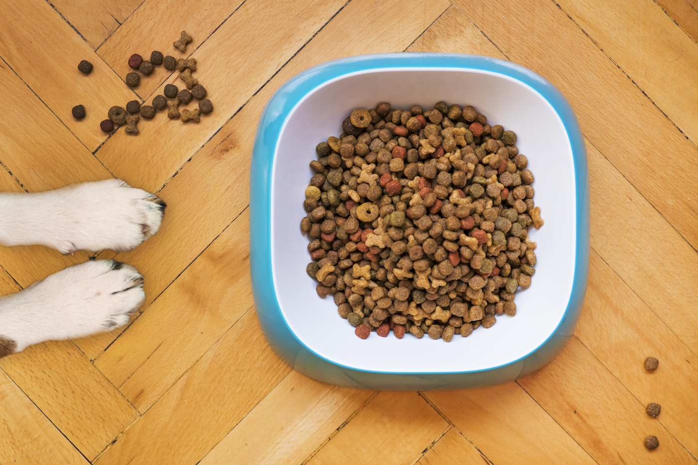 Pet Food & Treats products